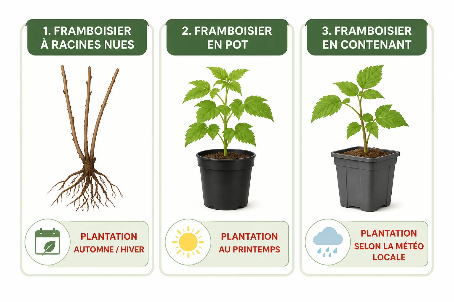 Quand et comment planter un framboisier : trois cartes montrent racines nues, pot et météo locale.